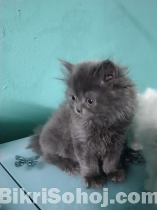 pure persian cat male and female